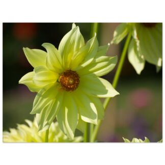 Yellow dahlia flower botanical wall art print with soft petals home decor gift