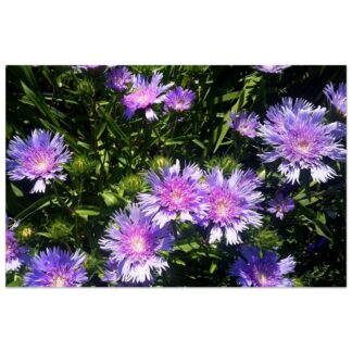Purple aster flowers botanical wall art print with vibrant blooms home decor gift